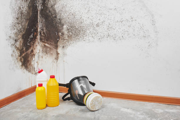 Best Commercial Mold Removal  in Braddock, PA