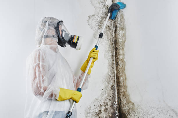 Braddock, PA Mold Removal Company