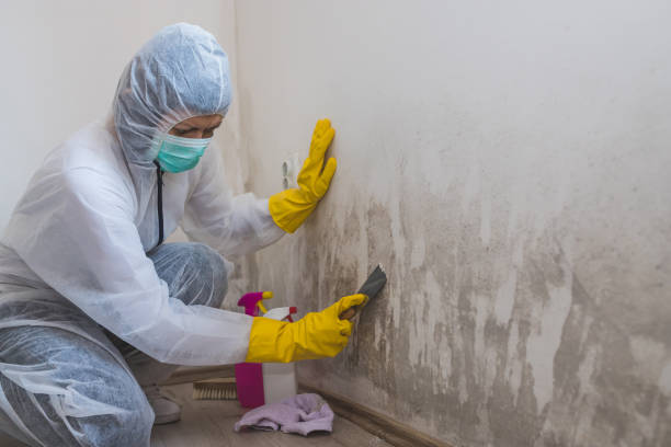 Best Home Mold Removal  in Braddock, PA