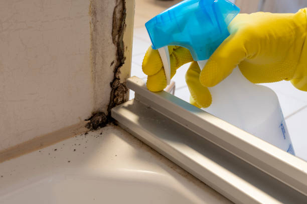 Best Emergency Mold Removal  in Braddock, PA