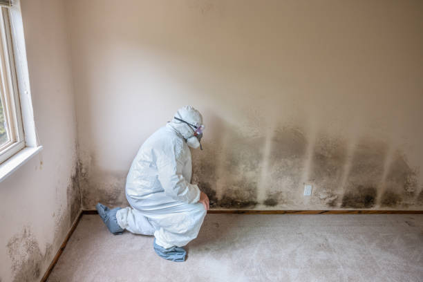 Best Mold Testing  in Braddock, PA