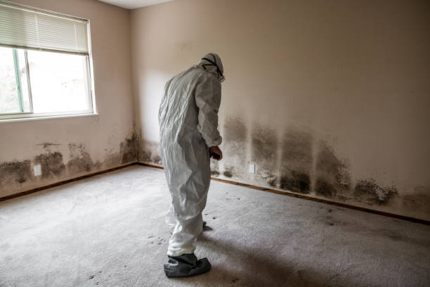 Best Certified Mold Removal  in Braddock, PA